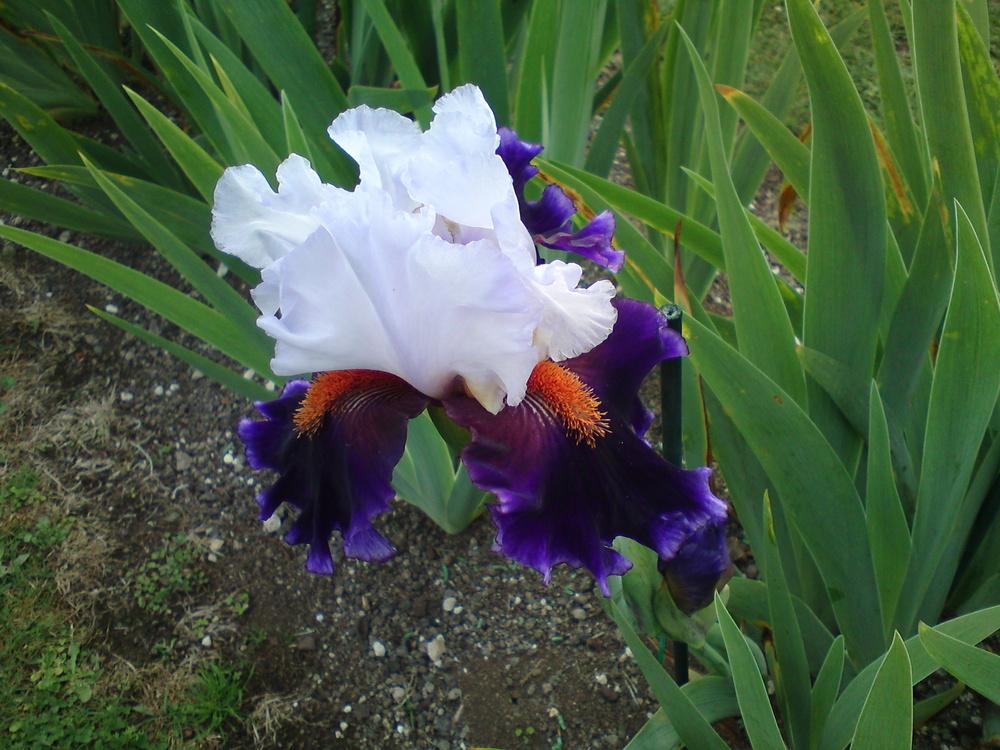 Photo of Tall Bearded Iris (Iris 'Sharpshooter') uploaded by LynDC