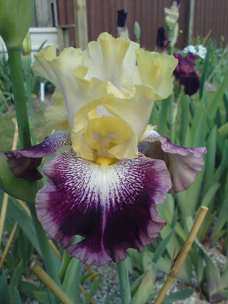 Photo of Tall Bearded Iris (Iris 'Irwell Gambler') uploaded by LynDC