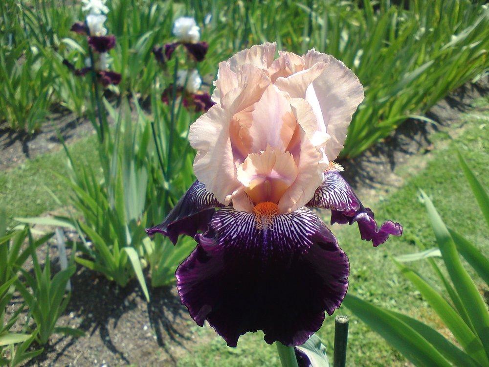 Photo of Tall Bearded Iris (Iris 'Wench') uploaded by LynDC