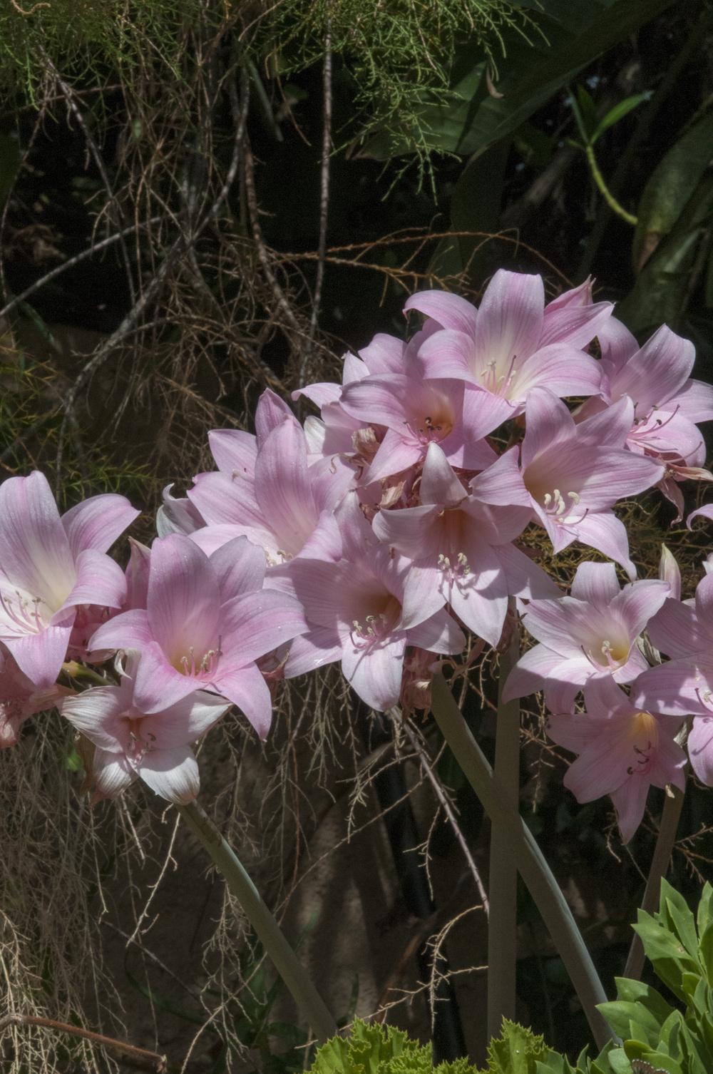 Photo of Surprise Lily (Lycoris squamigera) uploaded by cliftoncat