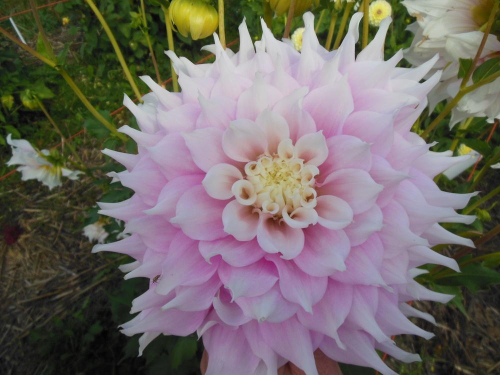 Photo of Dahlia 'Gitts Perfection' uploaded by CLC70