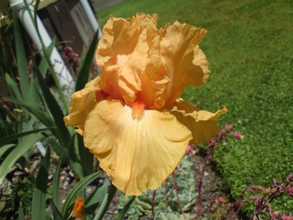 Photo of Tall Bearded Iris (Iris 'Fringe Benefits') uploaded by LynDC