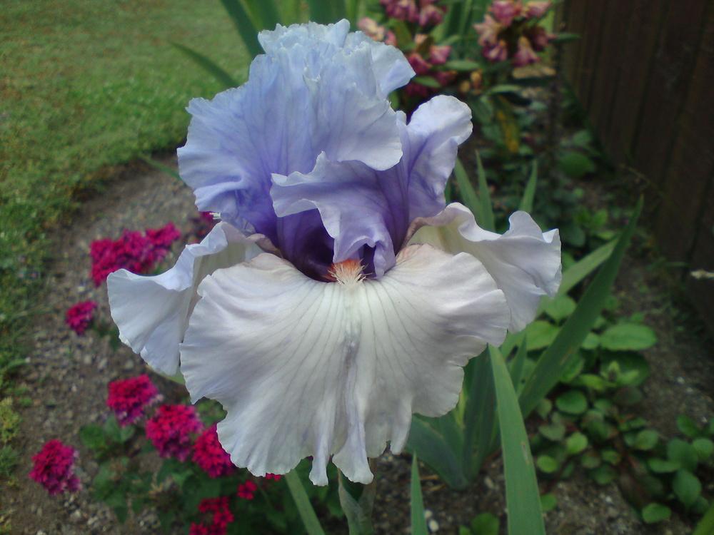 Photo of Tall Bearded Iris (Iris 'Fogbound') uploaded by LynDC