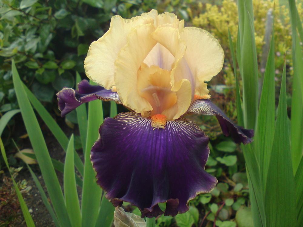 Photo of Tall Bearded Iris (Iris 'Devil's Riot') uploaded by LynDC