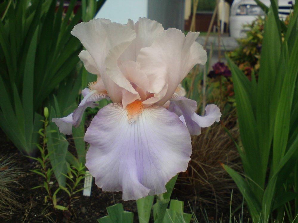 Photo of Tall Bearded Iris (Iris 'Celebration Song') uploaded by LynDC