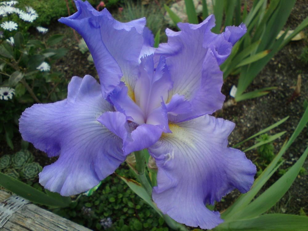 Photo of Tall Bearded Iris (Iris 'Six Pack') uploaded by LynDC