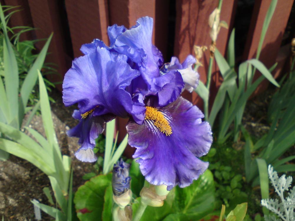 Photo of Tall Bearded Iris (Iris 'Deep Dark Secret') uploaded by LynDC