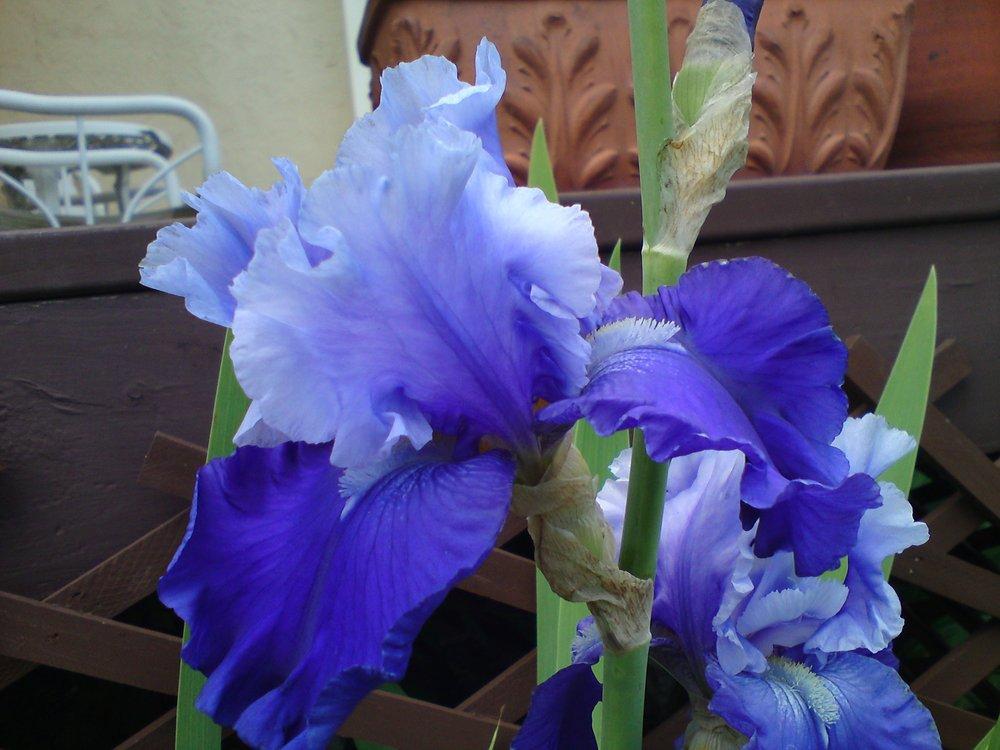 Photo of Tall Bearded Iris (Iris 'Nordic Seas') uploaded by LynDC