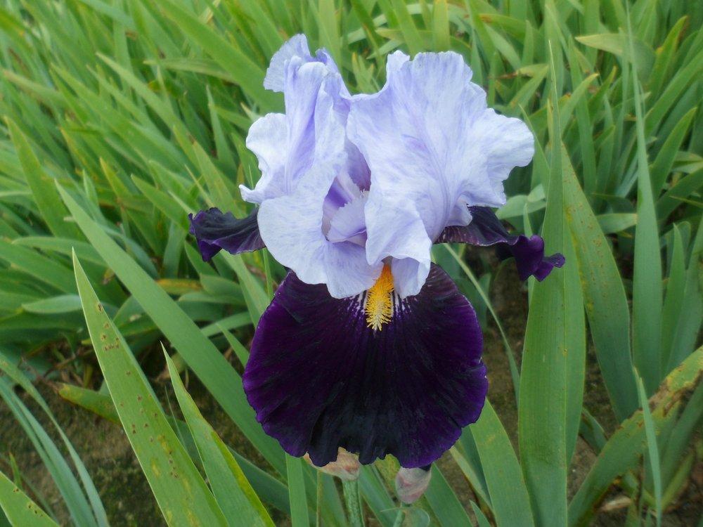 Photo of Tall Bearded Iris (Iris 'Habit') uploaded by LynDC
