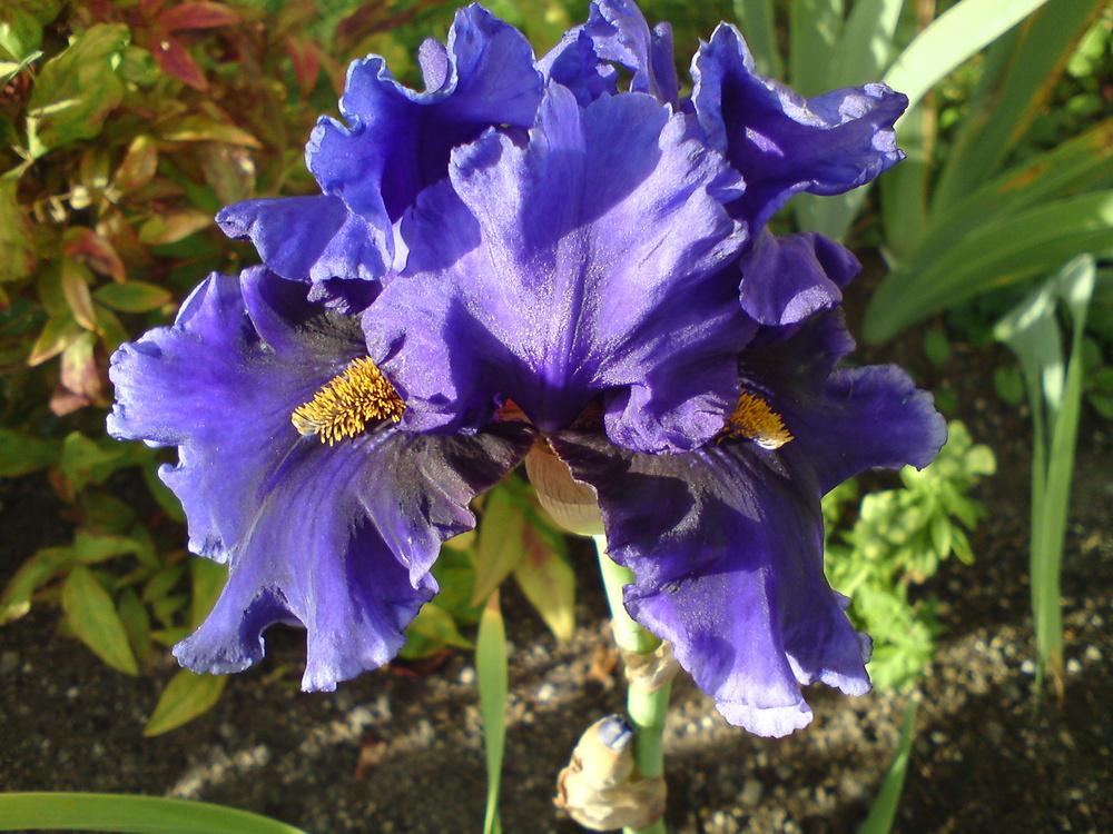 Photo of Tall Bearded Iris (Iris 'Deep Dark Secret') uploaded by LynDC