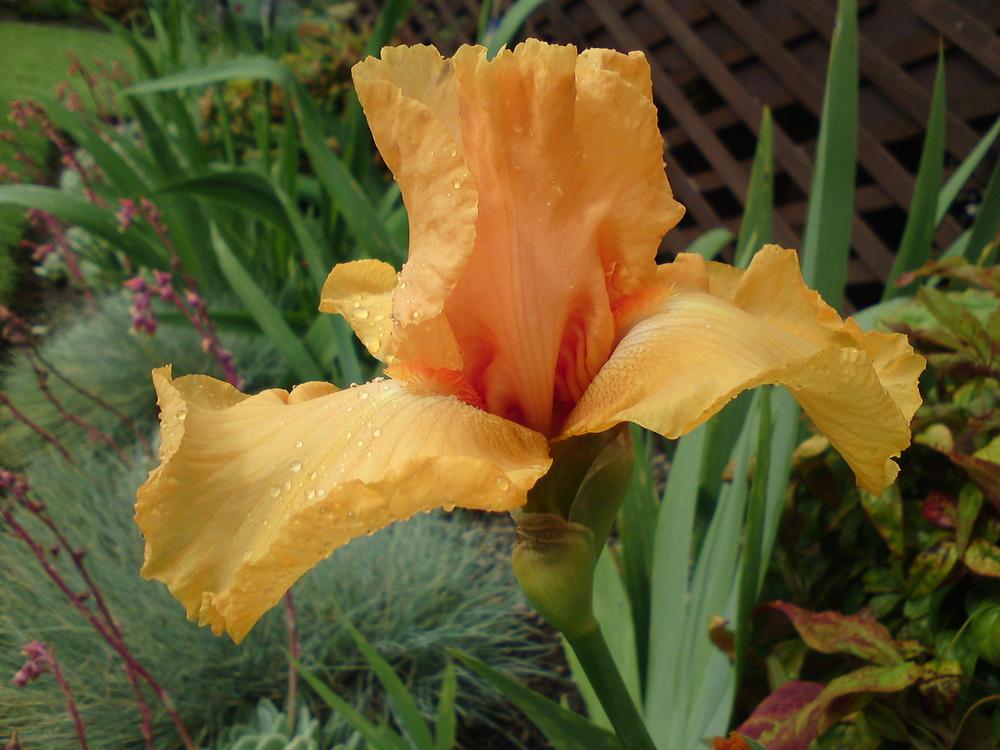 Photo of Tall Bearded Iris (Iris 'Fringe Benefits') uploaded by LynDC