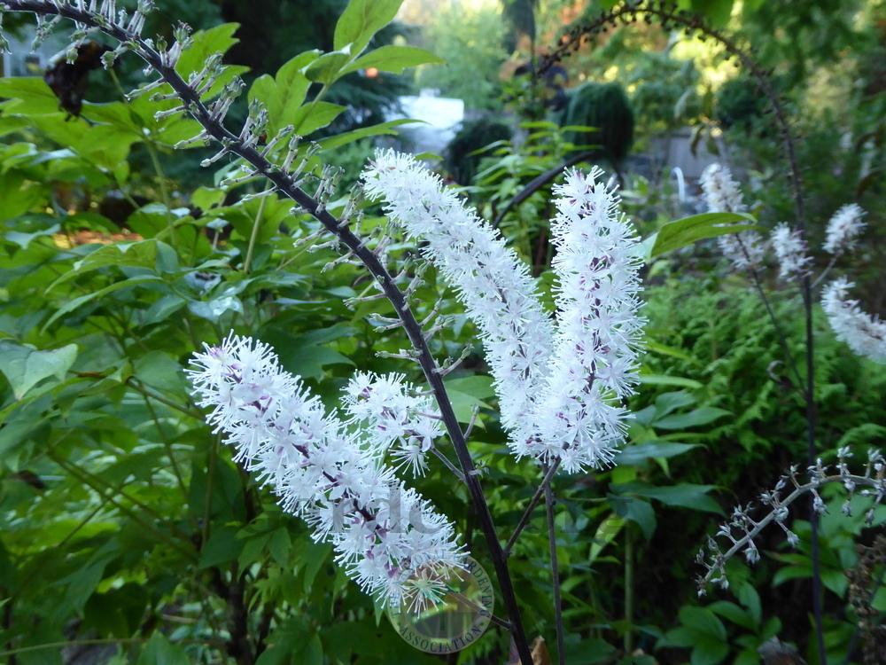 Photo of Bugbane (Actaea simplex 'Black Negligee') uploaded by Patty