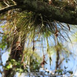 Location: Sebastian, Florida
Date: 2016-09-20
Hanging from an oak tree in my backyard.