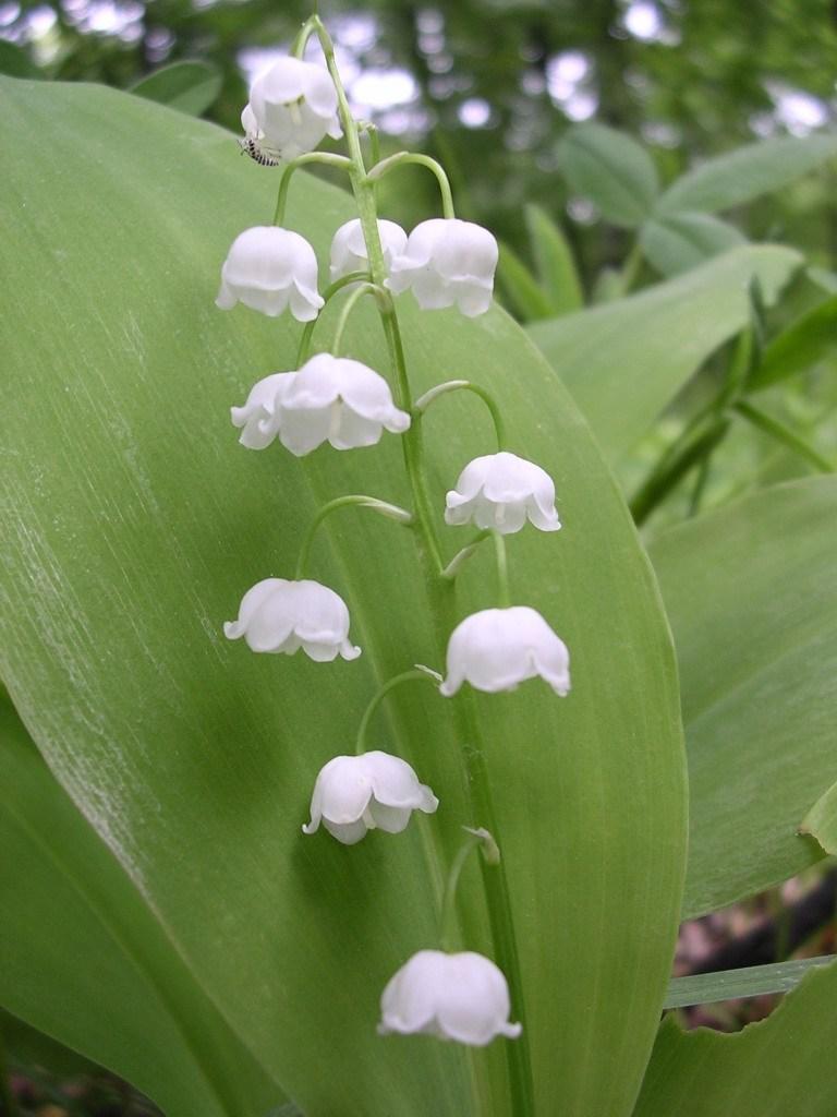 Photo of Lily Of The Valley (Convallaria majalis) uploaded by robertduval14