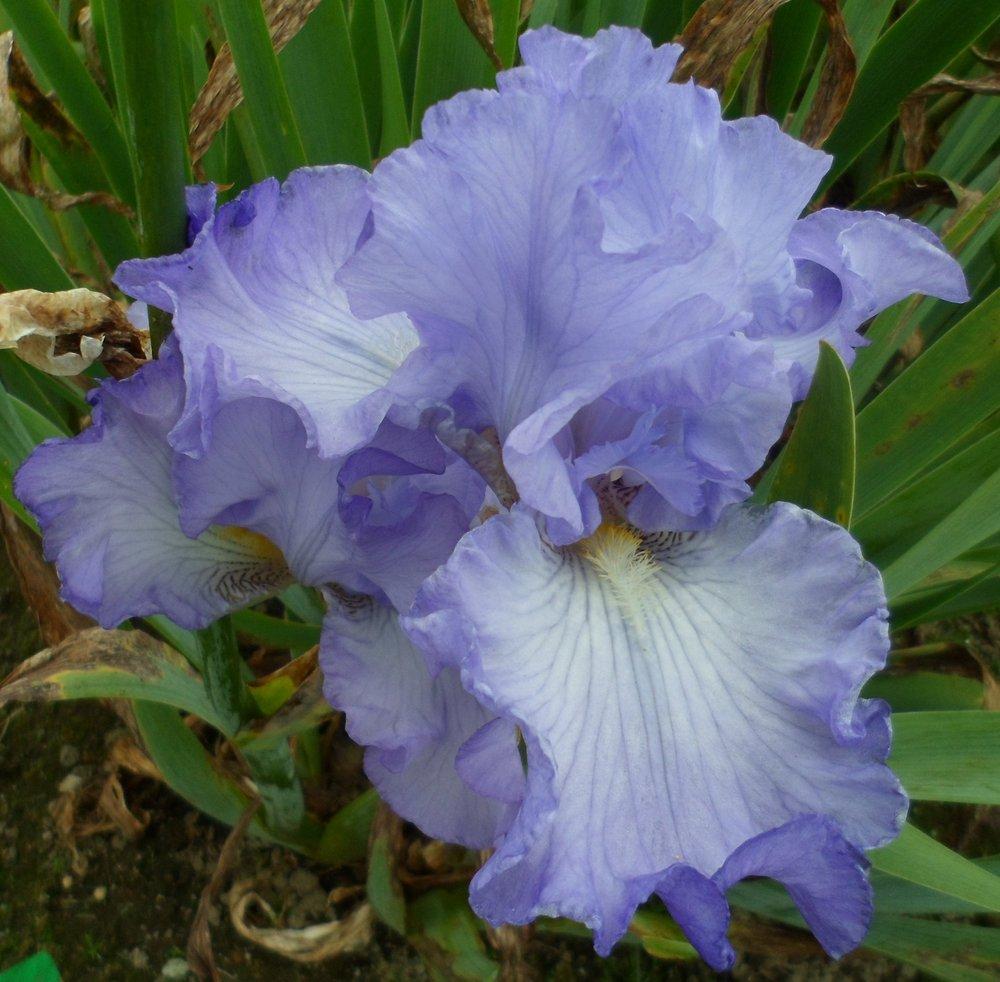 Photo of Tall Bearded Iris (Iris 'Blue Note Blues') uploaded by LynDC