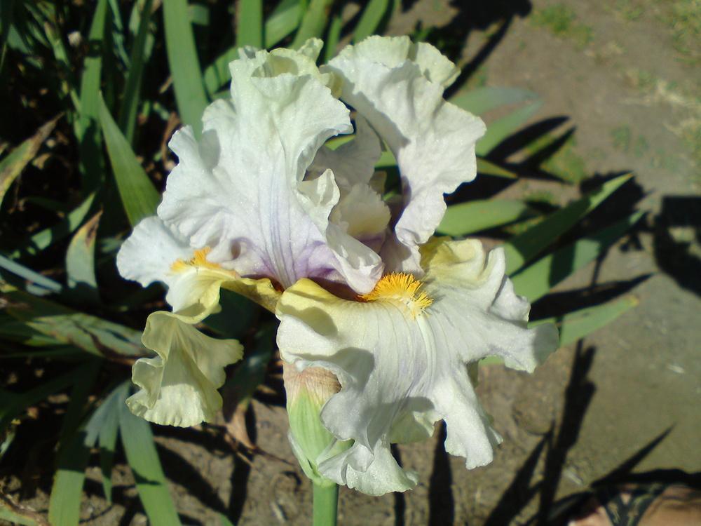 Photo of Tall Bearded Iris (Iris 'Suspicion') uploaded by LynDC