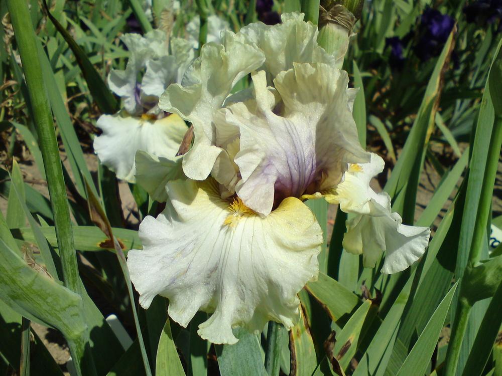Photo of Tall Bearded Iris (Iris 'Suspicion') uploaded by LynDC