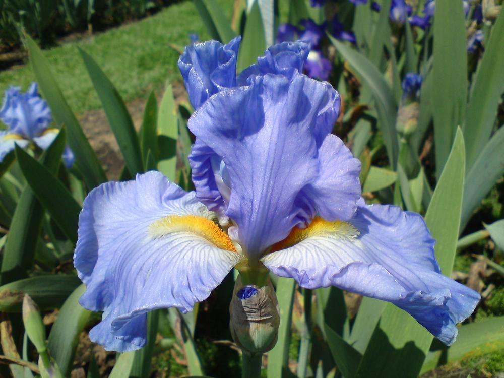 Photo of Tall Bearded Iris (Iris 'Sky and Sun') uploaded by LynDC