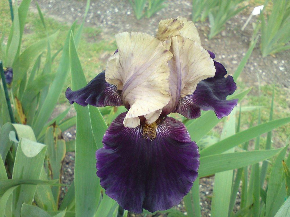 Photo of Tall Bearded Iris (Iris 'Villain') uploaded by LynDC