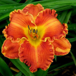 Location: Courtesy of <A Href="http://www.daylilytrader.com/floyd_boatright_daylilies.htm">Floyd Boatwright</a>, posted with permission
Date: 2006-11-26
