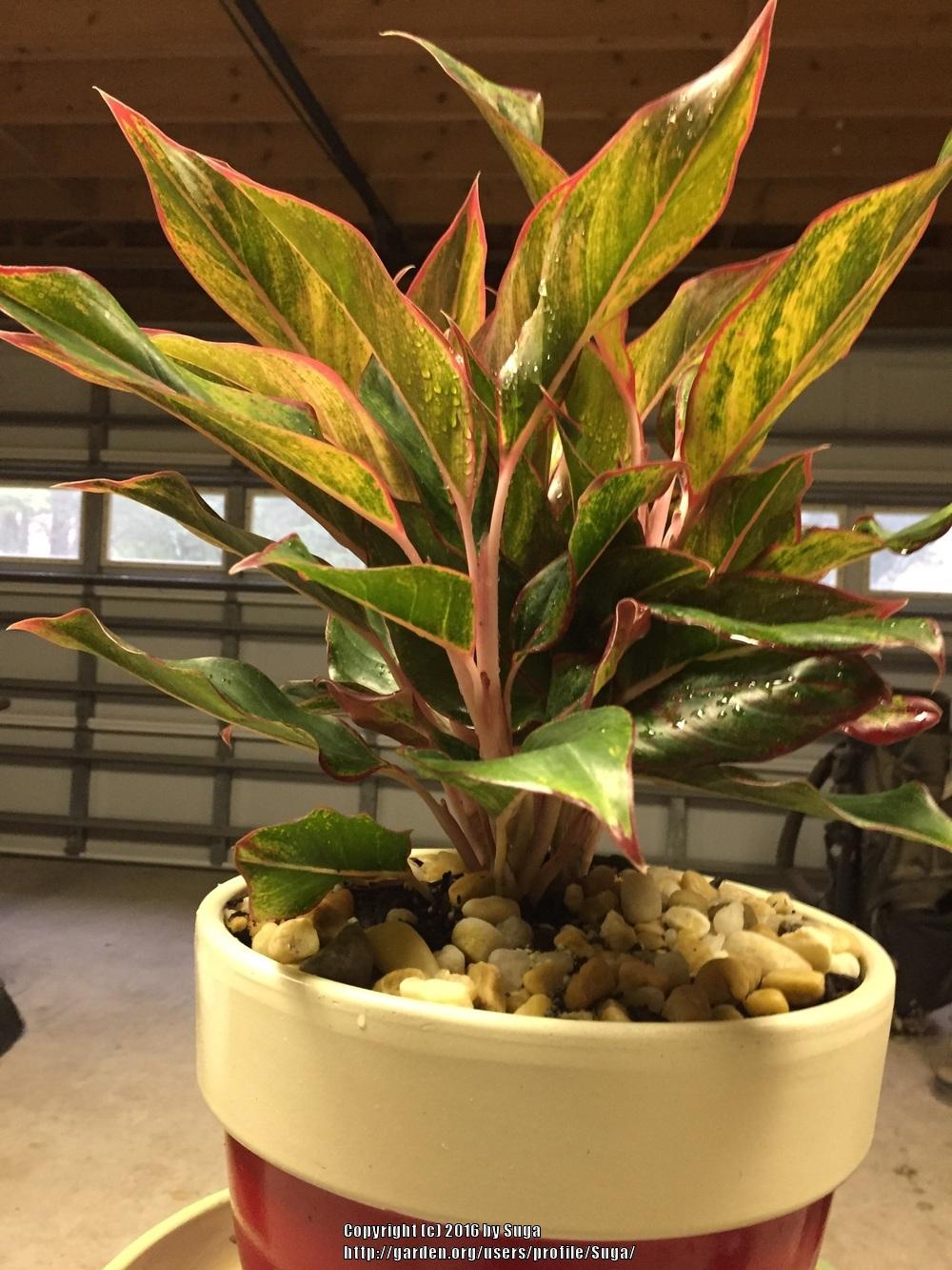 Photo of Chinese Evergreen (Aglaonema 'Red Gold') uploaded by Suga