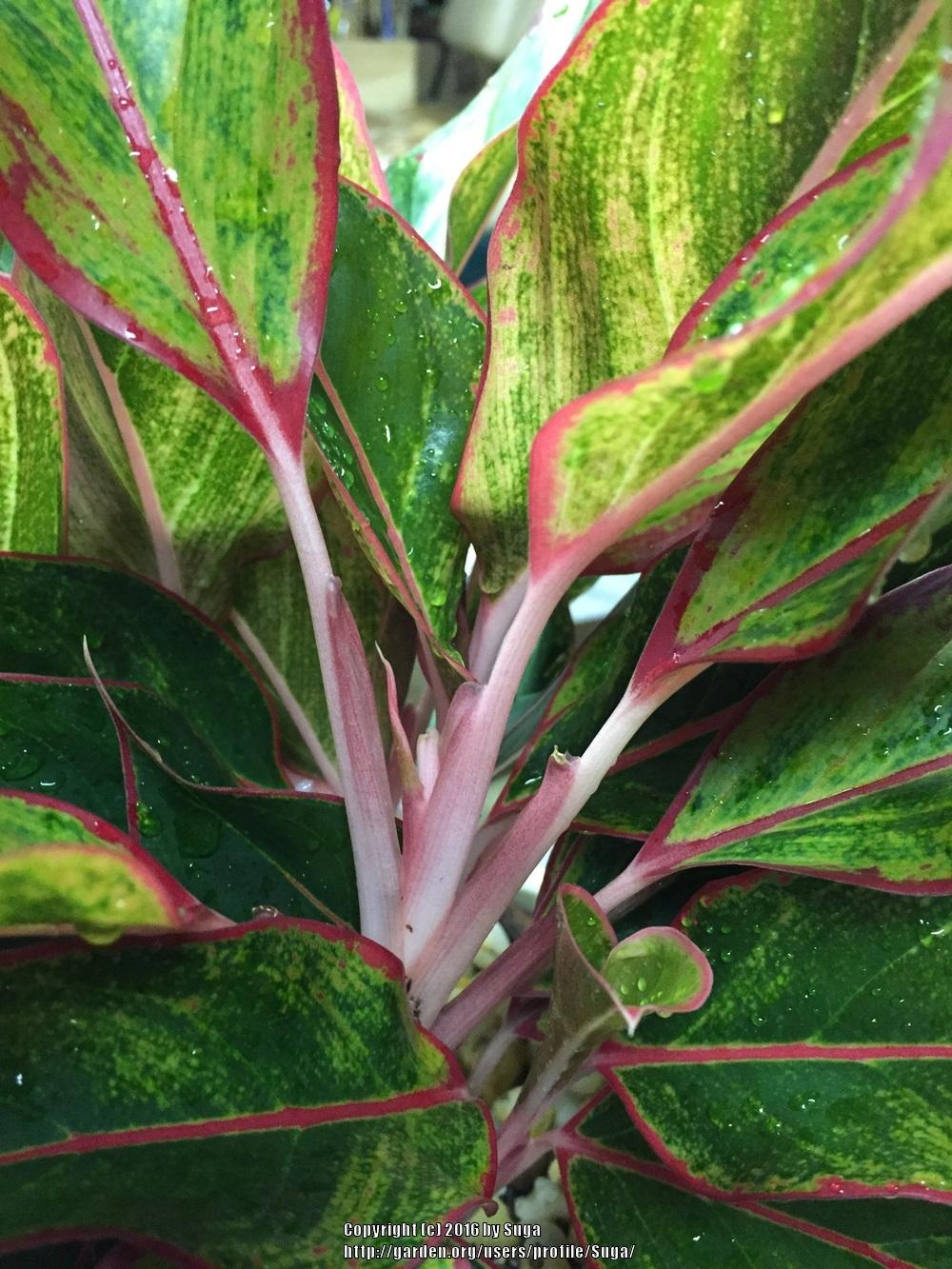Photo of Chinese Evergreen (Aglaonema 'Red Gold') uploaded by Suga
