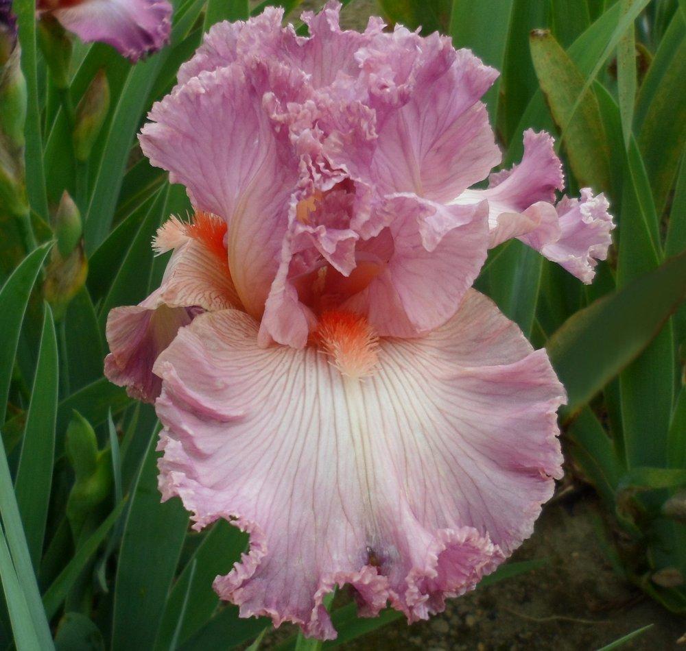 Photo of Tall Bearded Iris (Iris 'Social Graces') uploaded by LynDC