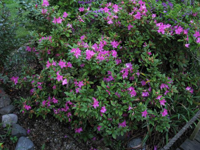 Photo of Azalea (Rhododendron Encore®  Autumn Amethyst™) uploaded by blue23rose
