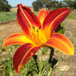 Location: Lockhart NSW Australia
courtesy of Sunshine Iris Nursery, used with permission