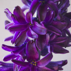 Location: Pennsylvania
Date: February 2016
Hyacinthus orientalis 'Dark Dimension'