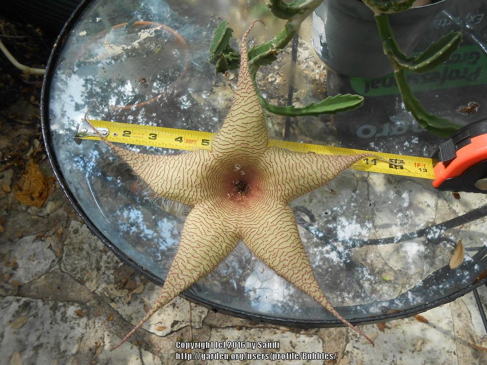 Photo of Starfish Plant (Ceropegia gigantea) uploaded by Bubbles