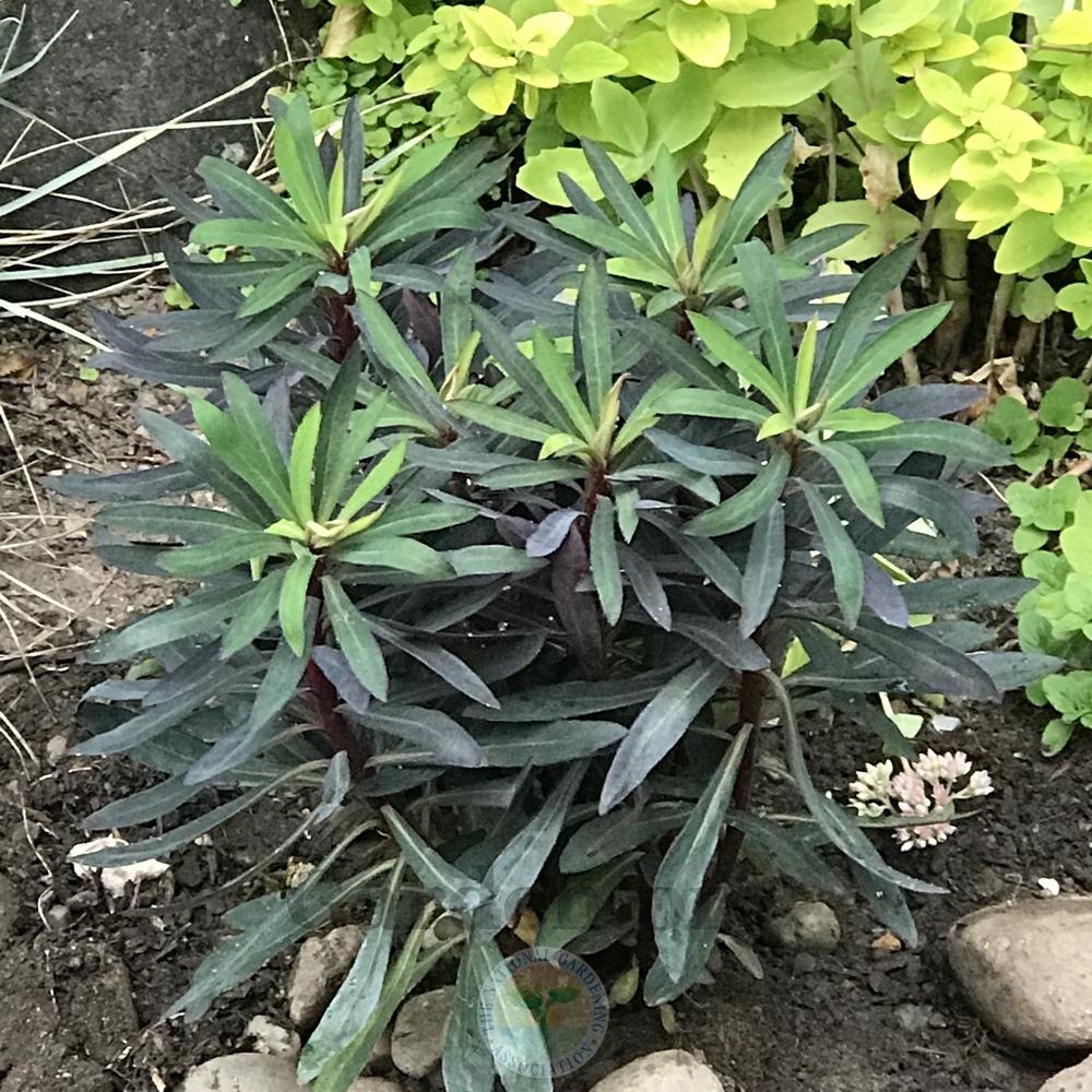 Photo of Euphorbia (Euphorbia x martini Blackbird) uploaded by Patty