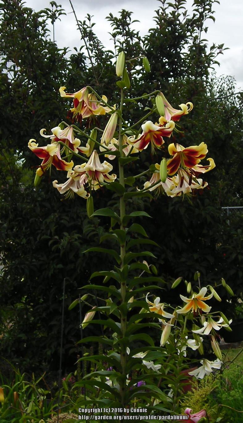 Photo of Lily (Lilium 'Miss Libby') uploaded by pardalinum