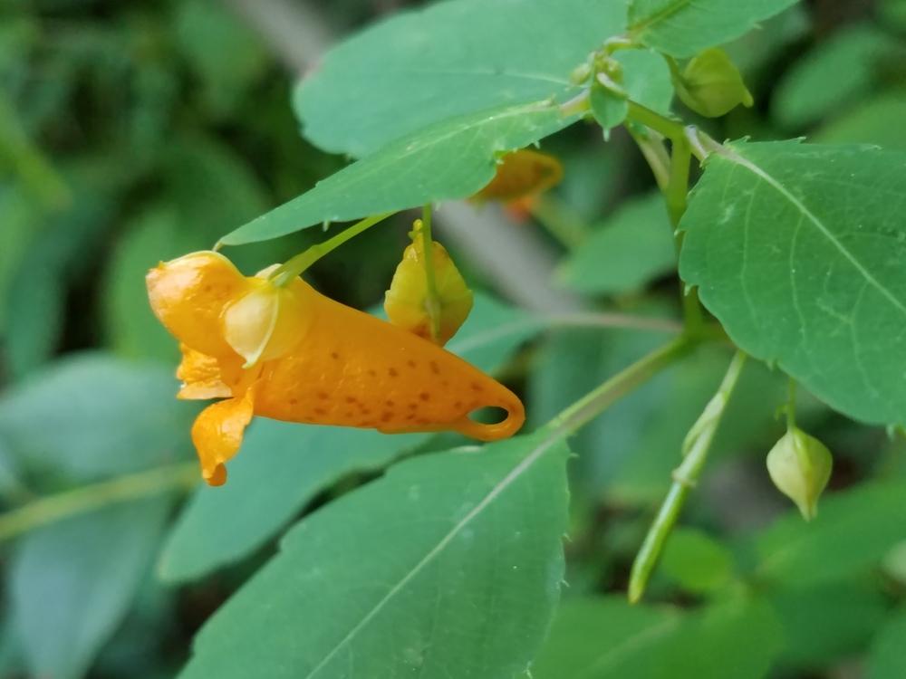 Photo of Orange Jewelweed (Impatiens capensis) uploaded by Gerris2