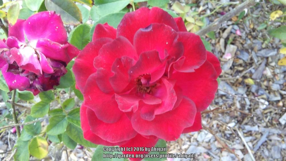 Photo of Rose (Rosa 'Dame de Coeur') uploaded by abigail