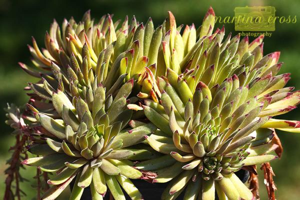 Photo of Hen and Chicks (Sempervivum 'Devils Touch') uploaded by MaCross