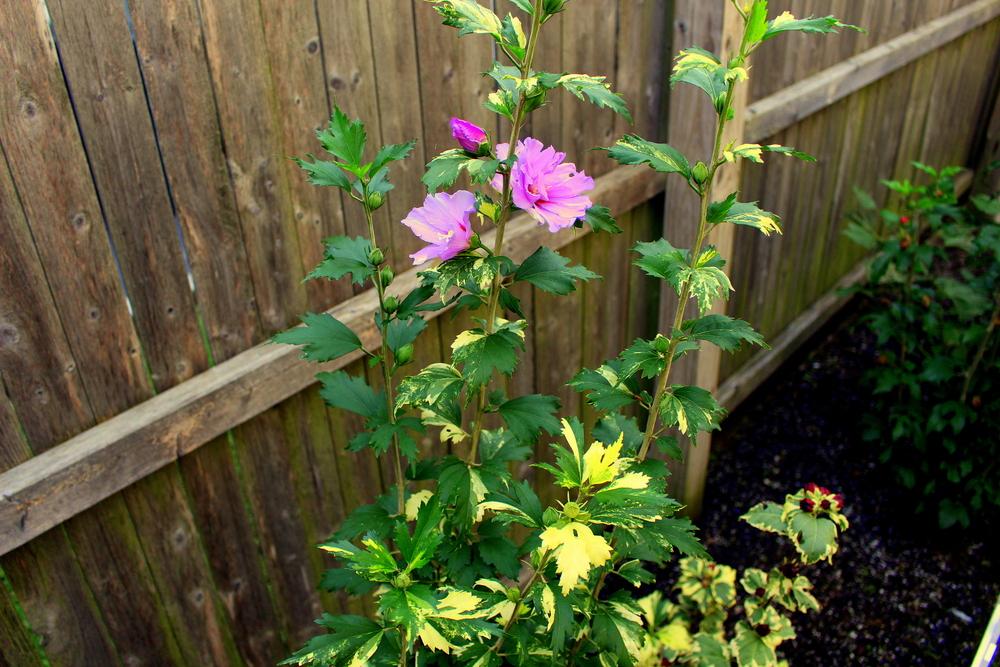 Photo of Roses of Sharon (Hibiscus syriacus) uploaded by keithp2012