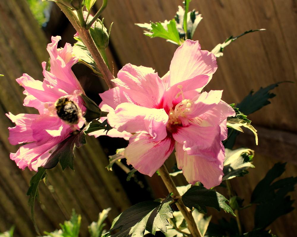 Photo of Roses of Sharon (Hibiscus syriacus) uploaded by keithp2012
