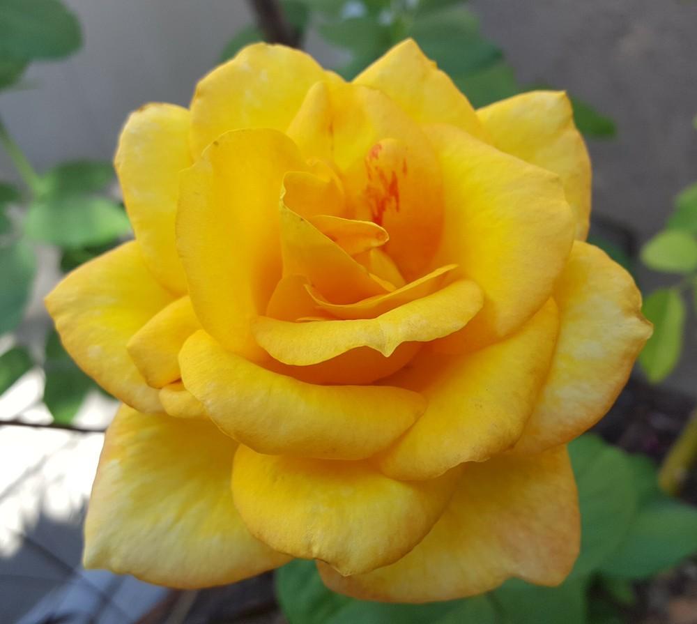 Photo of Rose (Rosa 'Gold Medal') uploaded by clcroses