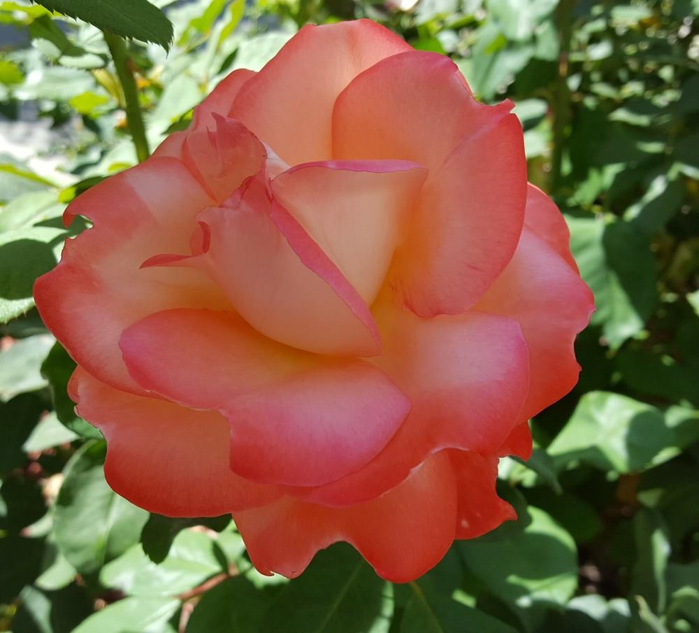 Photo of Rose (Rosa 'Brigadoon') uploaded by clcroses