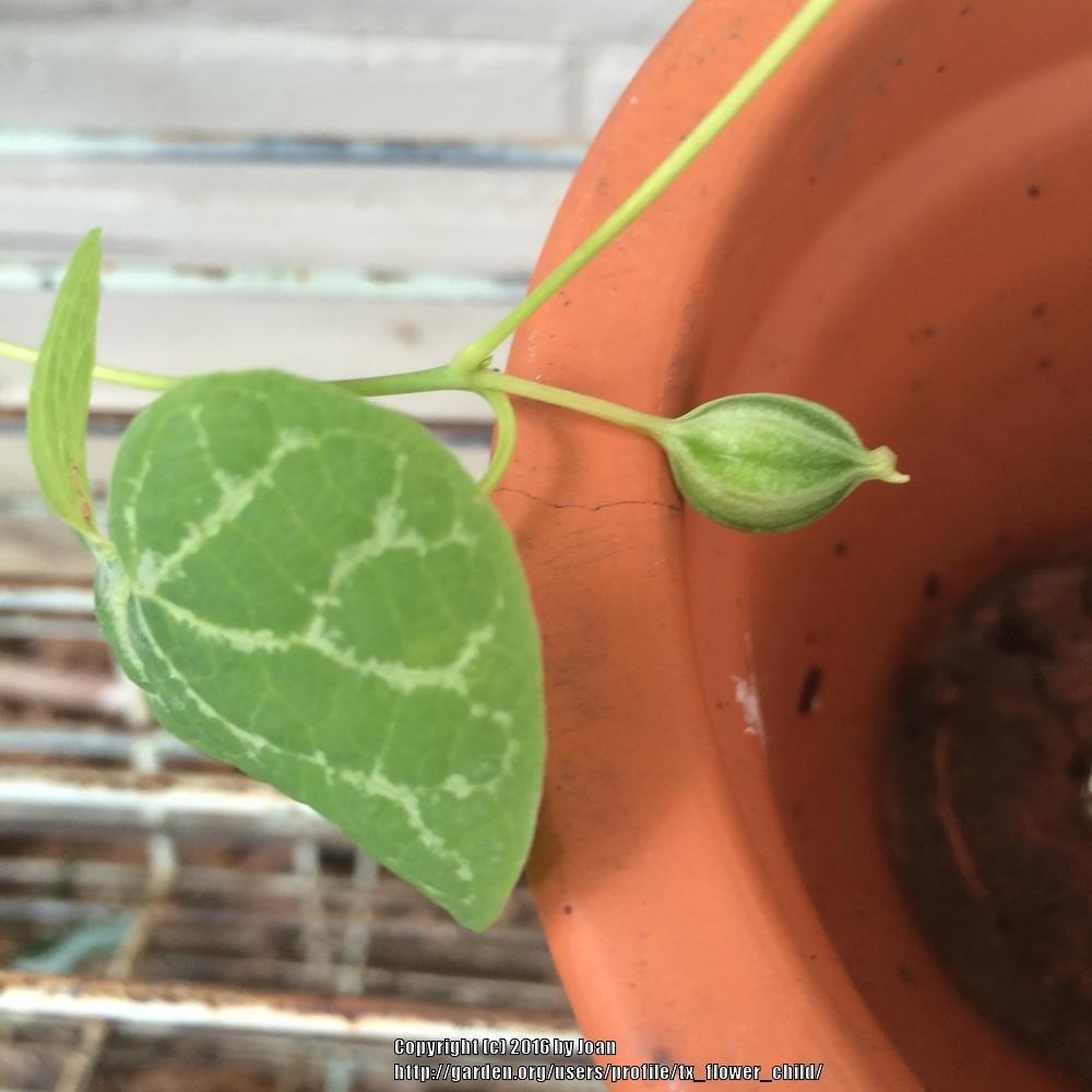 Photo of White Veined Dutchman's Pipe (Aristolochia fimbriata) uploaded by tx_flower_child