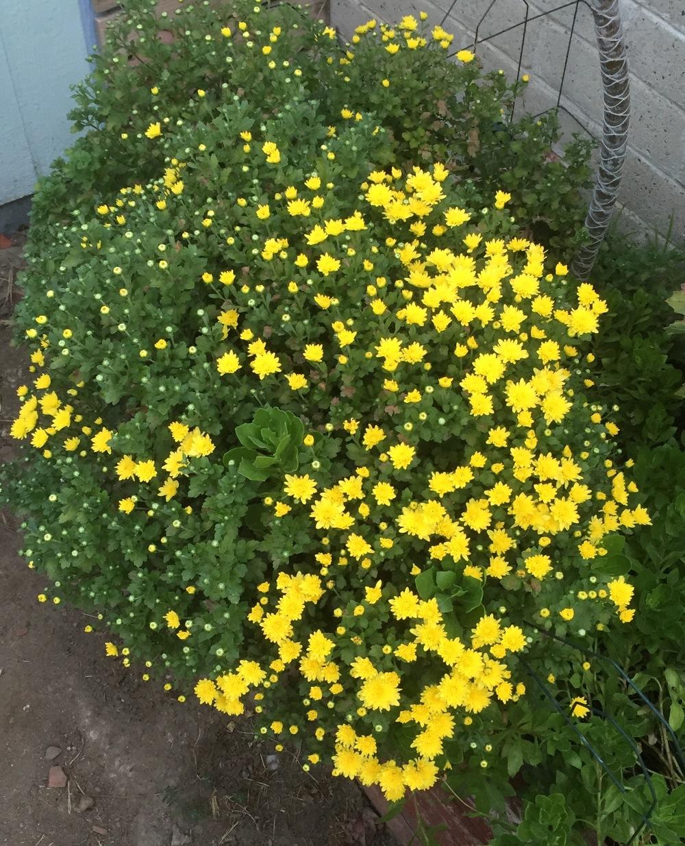 Photo of Chrysanthemum uploaded by Englishgardener