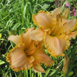 
Date: 2012-06-16
Photo Courtesy of 5 Acre Farm Daylilies Used With Permission