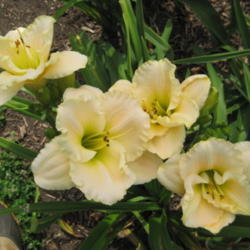 
Date: 2009-07-14
Photo Courtesy of 5 Acre Farm Daylilies Used With Permission