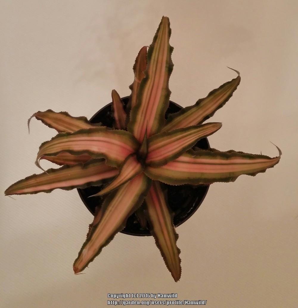 Photo of Earth Star (Cryptanthus bivittatus) uploaded by Hamwild