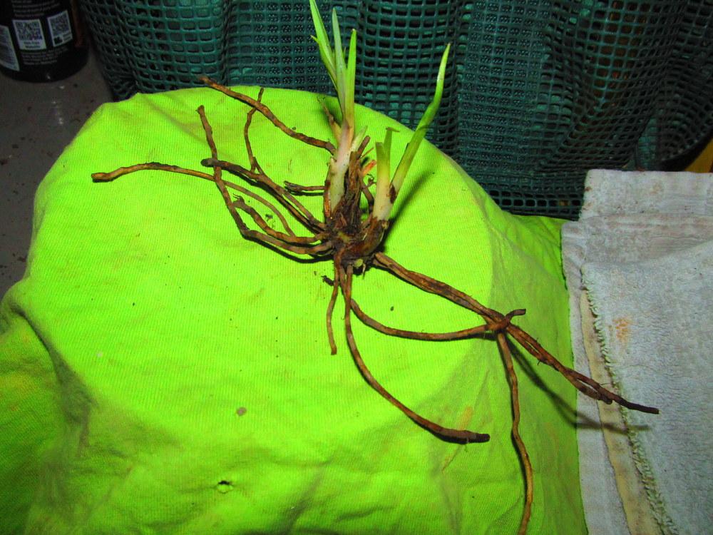 Photo of Spiderwort (Tradescantia virginiana) uploaded by jmorth