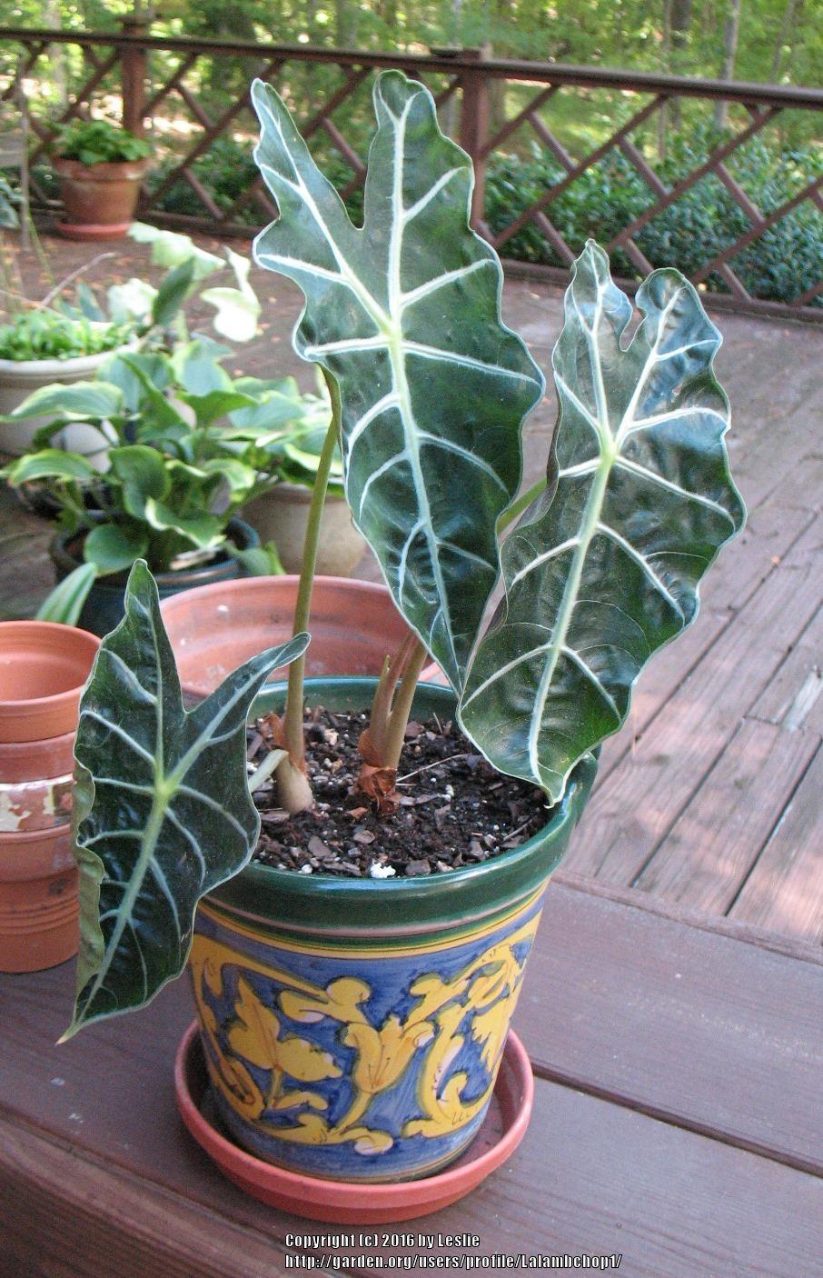 Photo of African Mask (Alocasia 'Polly') uploaded by Lalambchop1