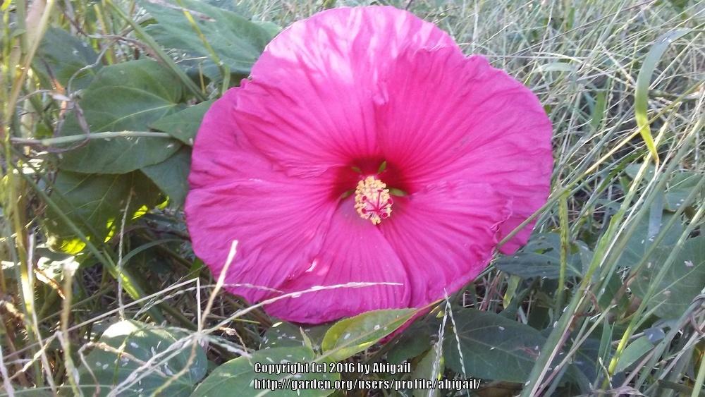 Photo of Hybrid Hardy Hibiscus (Hibiscus 'Jazzberry Jam') uploaded by abigail