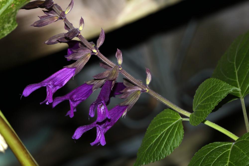 Photo of Sage (Salvia 'Purple Majesty') uploaded by luvsgrtdanes