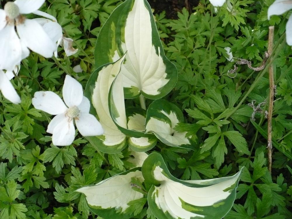 Photo of Hosta 'Fire and Ice' uploaded by HemNorth